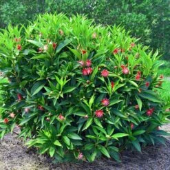STAR FLOWER SCORPIO™ ILLICIUM 5 STAR FLOWER SCORPIO™ ILLICIUM -Verdant Zone DETA 5274