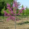 LUSCIOUS LAVENDER™ REDBUD 2 LUSCIOUS LAVENDER™ REDBUD -Verdant Zone DETA 5286