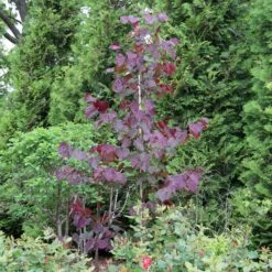 MIDNIGHT EXPRESS® REDBUD 11 MIDNIGHT EXPRESS® REDBUD -Verdant Zone DETA 5287