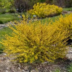 LUCKY DEVIL® NINEBARK -Verdant Zone DETA 5351