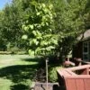 SNOWCAP™ JAPANESE TREE LILAC -Verdant Zone DETA 5353