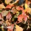 LACETTE™ FRAGRANT SUMAC 1 LACETTE™ FRAGRANT SUMAC -Verdant Zone DETA 5358