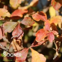 LACETTE™ FRAGRANT SUMAC