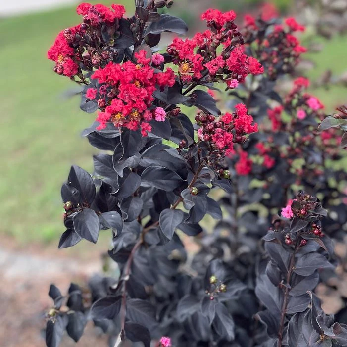 THUNDERSTRUCK™ RUBY™ CRAPEMYRTLE 3 THUNDERSTRUCK™ RUBY™ CRAPEMYRTLE