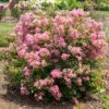 BELLINI® GUAVA CRAPEMYRTLE -Verdant Zone DETA 5389