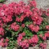 BELLINI® STRAWBERRY CRAPEMYRTLE -Verdant Zone DETA 5390