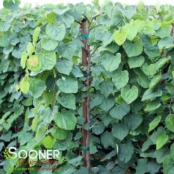 GREEN MACHINE WEEPING REDBUD 7 GREEN MACHINE WEEPING REDBUD -Verdant Zone DETA 5449