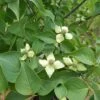 BLUE RAY™ KOUSA DOGWOOD 1 BLUE RAY™ KOUSA DOGWOOD -Verdant Zone DETA 5454