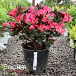 WINE AND ROSES RHODODENDRON