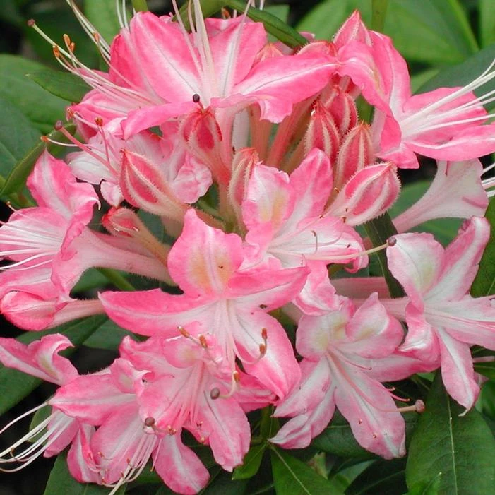 RIBBON CANDY DECIDUOUS AZALEA 3 RIBBON CANDY DECIDUOUS AZALEA