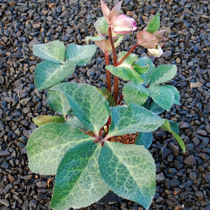 FROSTKISS® GLENDA'S GLOSS LENTEN ROSE 3 FROSTKISS® GLENDA'S GLOSS LENTEN ROSE