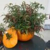 LEAFSCAPE™ HALLOWEEN LEUCOTHOE -Verdant Zone DETA 5580