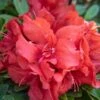 EVER AFTER™ RUBY REBLOOMING AZALEA 1 EVER AFTER™ RUBY REBLOOMING AZALEA -Verdant Zone DETA 5639