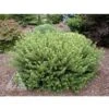 HEDGEHOG JAPANESE PLUM YEW 1 HEDGEHOG JAPANESE PLUM YEW -Verdant Zone DETA 5694
