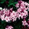 CANDY LIGHTS™ DECIDUOUS AZALEA -Verdant Zone DETA 5716