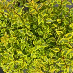 BRILLIANTINA™ ABELIA -Verdant Zone DETA 5720