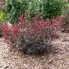 STAY CLASSY™ PURPLELEAF SAND CHERRY 1 STAY CLASSY™ PURPLELEAF SAND CHERRY -Verdant Zone DETA 5742