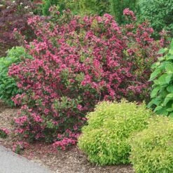 SONIC BLOOM® PUNCH™ WEIGELA 8 SONIC BLOOM® PUNCH™ WEIGELA -Verdant Zone DETA 5751