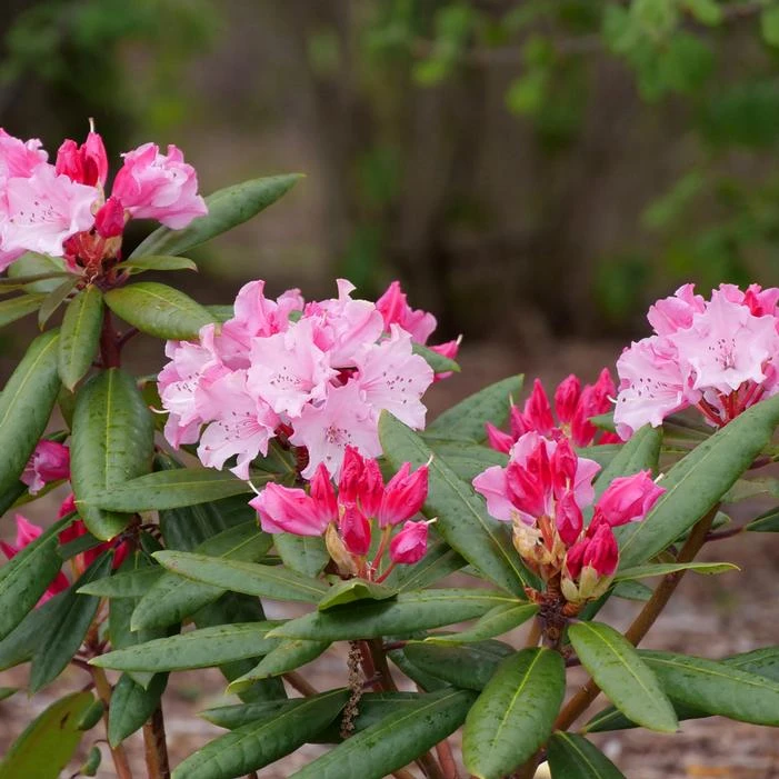DANDY MAN COLOR WHEEL® RHODODENDRON 4 DANDY MAN COLOR WHEEL® RHODODENDRON - Image 2