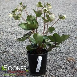 FROSTKISS® MOONDANCE LENTEN ROSE 7 FROSTKISS® MOONDANCE LENTEN ROSE -Verdant Zone DETA 5796