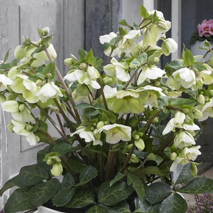 FROSTKISS® MOLLY'S WHITE LENTEN ROSE 4 FROSTKISS® MOLLY'S WHITE LENTEN ROSE - Image 2