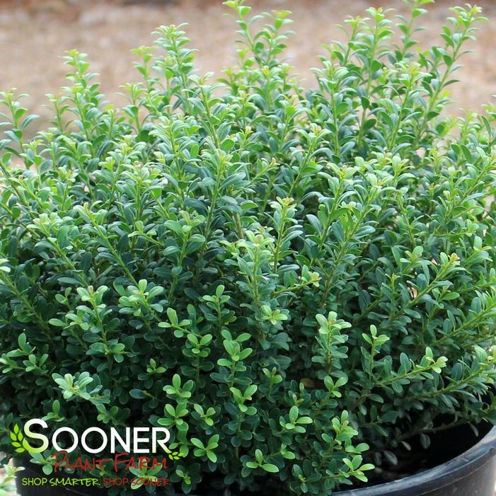 LUCKY MARBLE™ DWARF JAPANESE HOLLY 4 LUCKY MARBLE™ DWARF JAPANESE HOLLY - Image 2