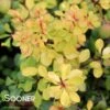 BONANZA GOLD™ BARBERRY -Verdant Zone DETA 608