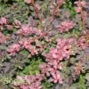 ROSY GLOW BARBERRY 2 ROSY GLOW BARBERRY -Verdant Zone DETA 609