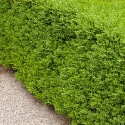 WINTER GEM BOXWOOD