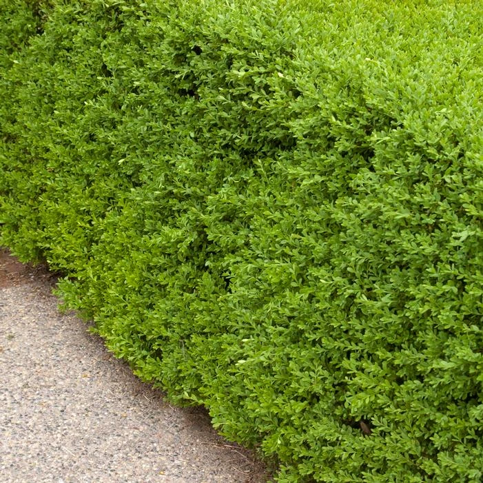 WINTER GEM BOXWOOD 3 WINTER GEM BOXWOOD
