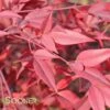 HEAVENLY BAMBOO NANDINA -Verdant Zone DETA 614