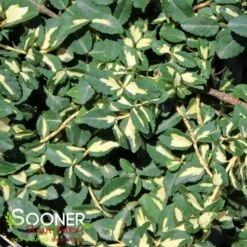 MOONSHADOW EUONYMUS 6 MOONSHADOW EUONYMUS -Verdant Zone DETA 633