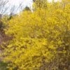 MEADOWLARK FORSYTHIA 2 MEADOWLARK FORSYTHIA -Verdant Zone DETA 645