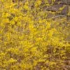 NORTHERN GOLD FORSYTHIA -Verdant Zone DETA 646
