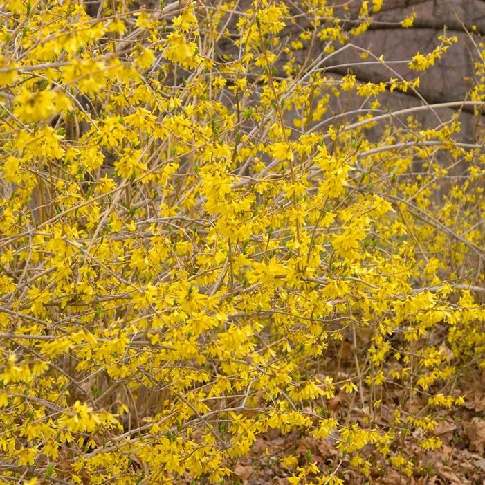 NORTHERN GOLD FORSYTHIA 3 NORTHERN GOLD FORSYTHIA