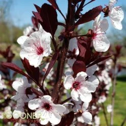 PURPLELEAF SAND CHERRY 5 PURPLELEAF SAND CHERRY -Verdant Zone DETA 652