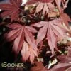 FIREGLOW UPRIGHT JAPANESE MAPLE -Verdant Zone DETA 706