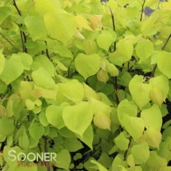 HEARTS OF GOLD REDBUD