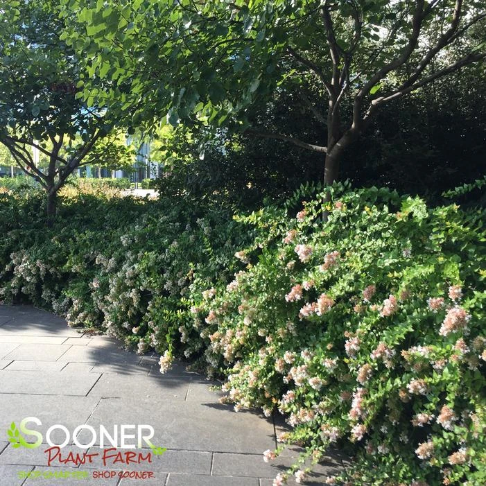 GLOSSY ABELIA 4 GLOSSY ABELIA - Image 2