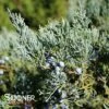 GREY OWL JUNIPER 2 GREY OWL JUNIPER -Verdant Zone DETA 871