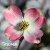 PINK FLOWERING DOGWOOD 2 PINK FLOWERING DOGWOOD -Verdant Zone DETA 885