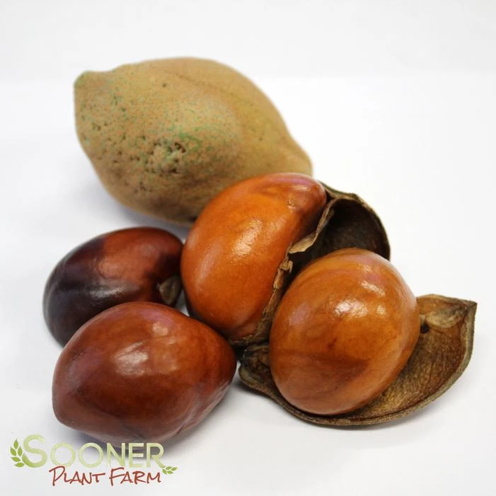 RED BUCKEYE 3 RED BUCKEYE