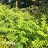 TIGER EYES® CUTLEAF STAGHORN SUMAC -Verdant Zone DETA2 1019