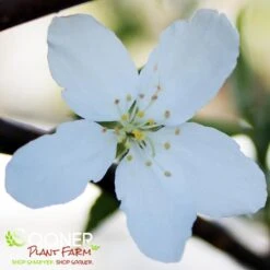 Verdant Zone 27 Verdant Zone -Verdant Zone DETA2 1028