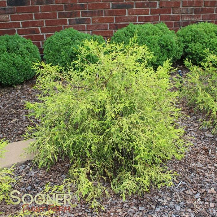 KING'S GOLD FALSE CYPRESS 4 KING'S GOLD FALSE CYPRESS - Image 2