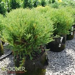 MR. BOWLING BALL ARBORVITAE -Verdant Zone DETA2 1093