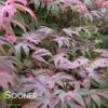 SHIRAZZ UPRIGHT JAPANESE MAPLE 1 SHIRAZZ UPRIGHT JAPANESE MAPLE -Verdant Zone DETA2 1225