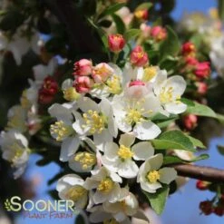 Verdant Zone 35 Verdant Zone -Verdant Zone DETA2 1303