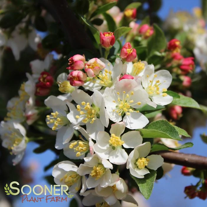 SARGENT TINA CRABAPPLE 4 SARGENT TINA CRABAPPLE - Image 2