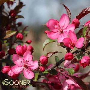 ROYAL RAINDROPS® CRABAPPLE 3 ROYAL RAINDROPS® CRABAPPLE